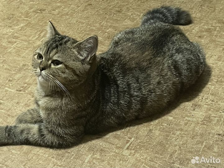 Шатланская кошка