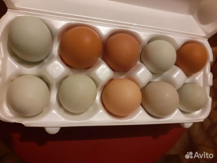 Домашние куриные, перепелиные яйца