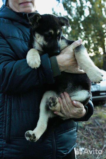 Щенки ищут дом