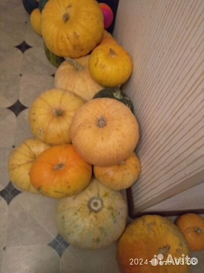 Тыква выращена в 70 км от Омска