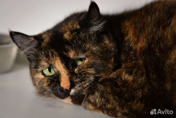 Отдам кошечку Бусю