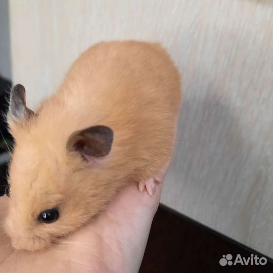 Хомяк девочка с клеткой бесплатно