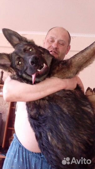 Щенки немецкой овчарки бесплатно