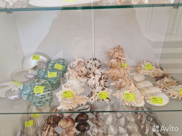 Морские ракушки и кораллы объявление продам