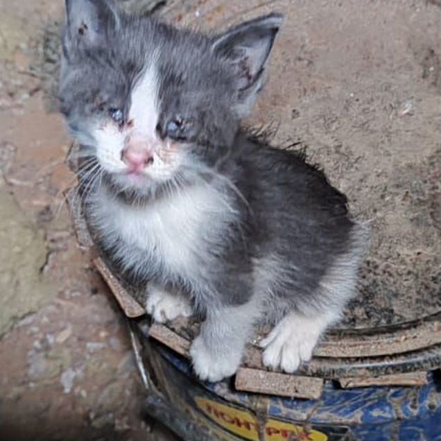 Котёнок в добрые руки