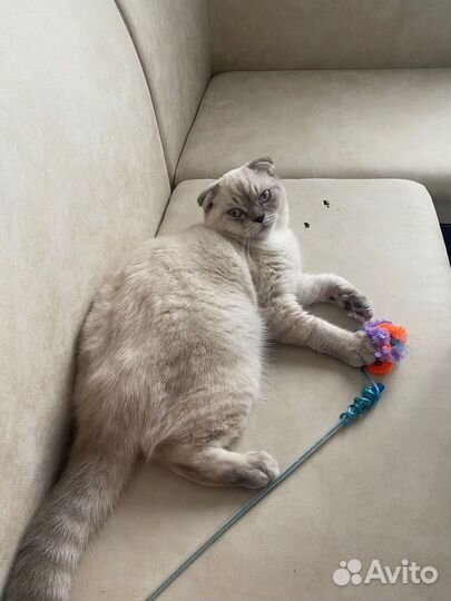Кот