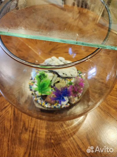 Аквариумы на 10 литров и на 60 литров