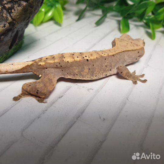 Реснитчатый бананоед