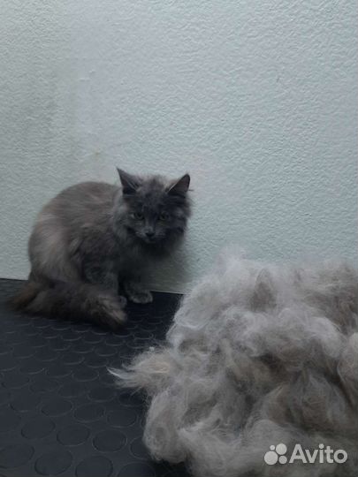 Зоопарикмахер