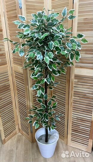Фикус бенджамина пестролистный