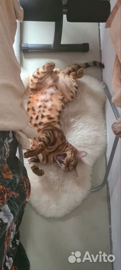 Бенгальский кот вязка