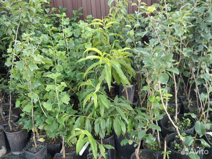 Саженцы персика