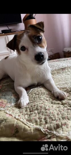 Щенки ши-тцу папа джек рассел мама