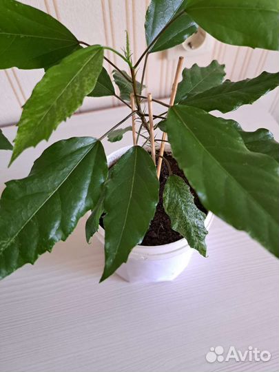 Гибискус китайская роза