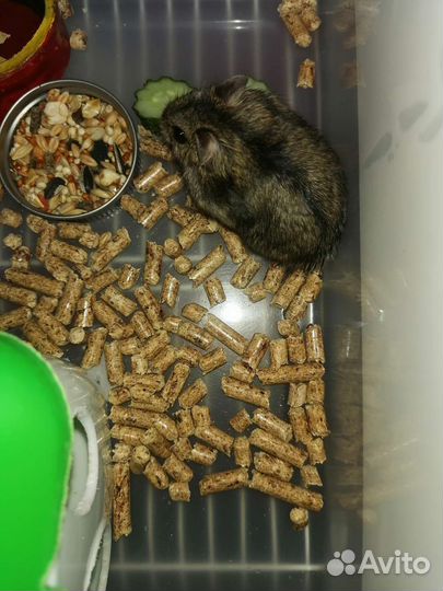 Джунгарские хомяки