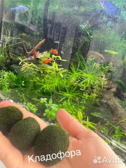 Растения. Креветки синие, теодоксусы, кладофора