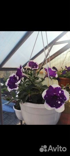 Ампельная петуния