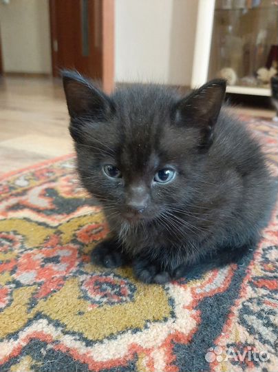 Милые котята в добрые руки