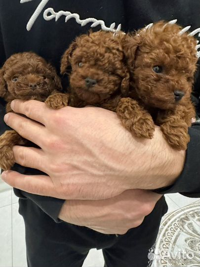 Тикап тедди пудель