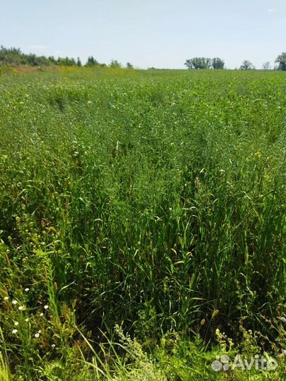 Сено вика-овес