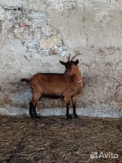 Чешские козы с козлятами