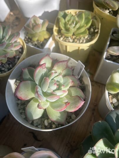 Суккуленты