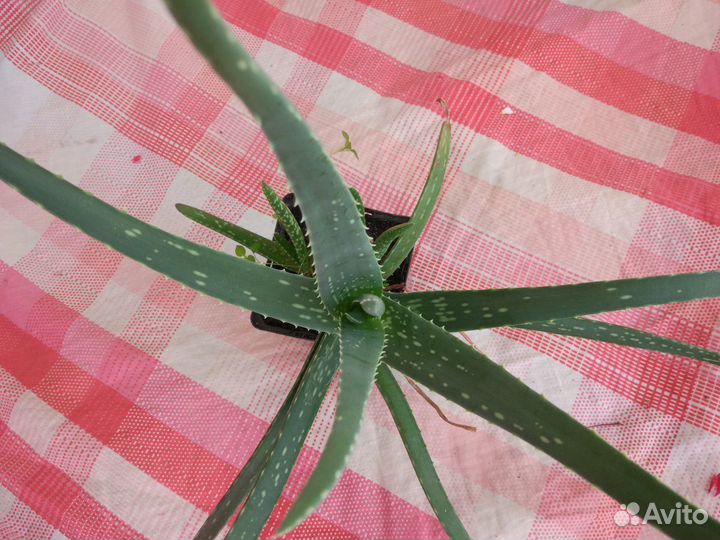 Алоэ Вера, каланхоэ Дегремона лекарственный