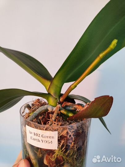 Орхидея фаленопсис green earth yo54