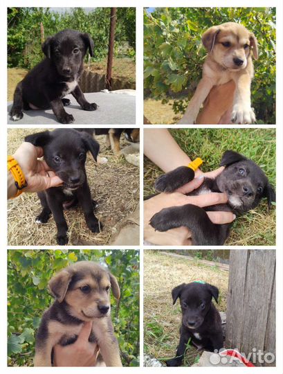 Щенки бесплатно