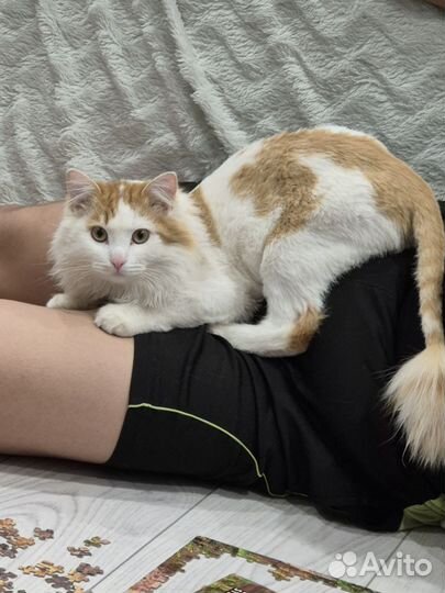 Турецкий ван