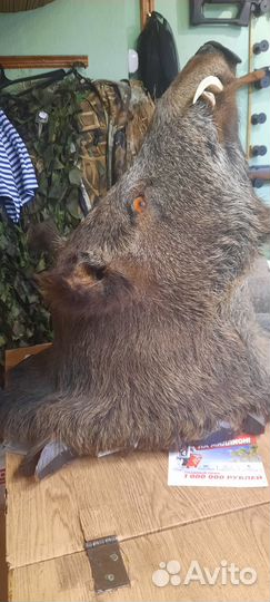 Чучело головы кабана, лося, косули