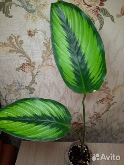 Калатея Бьюти стар