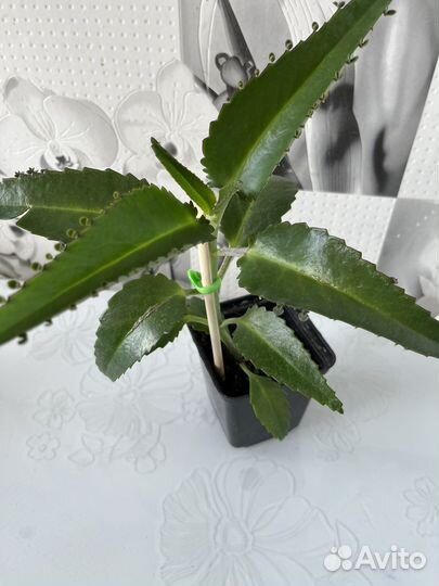 Каланхоэ лечебное