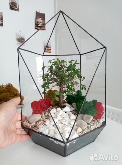 Флорариум, суккуленты, растения