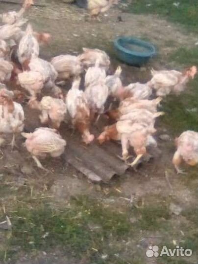 Куры несушки ломан браун