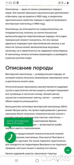 Венгерская мангалица