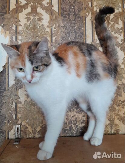 Кошка