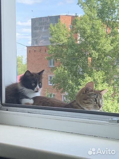 Котенок в добрые руки