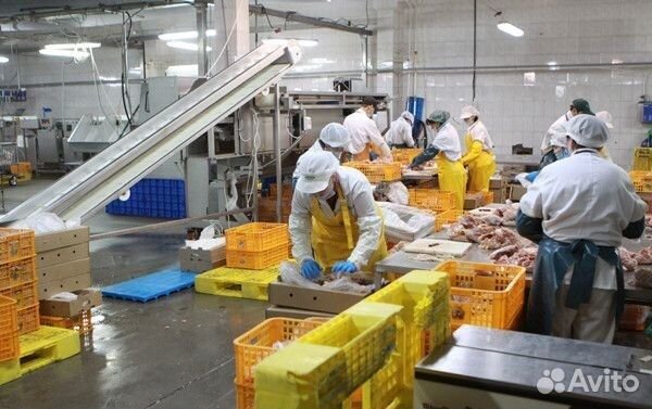 Работа на птицефабрике вахтером без опыта Пермь