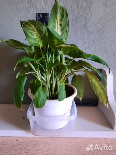 Диффенбахия