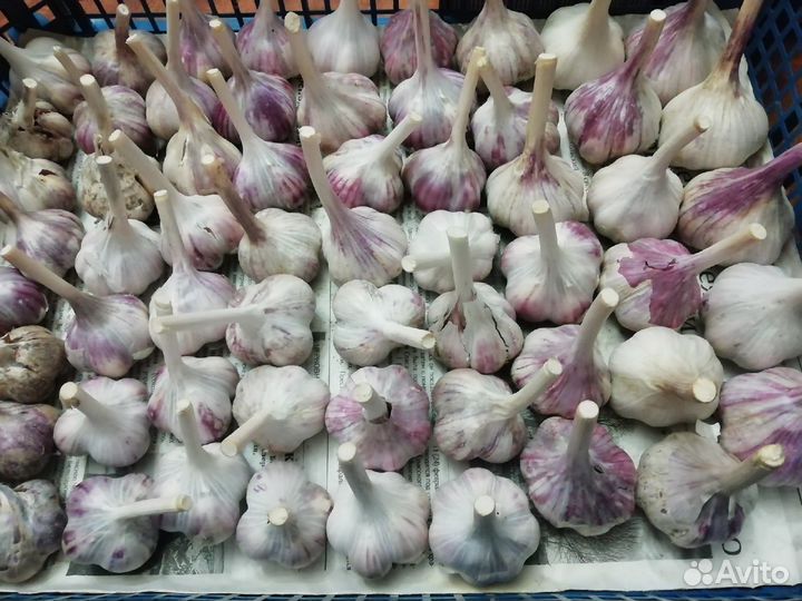 Чеснок озимый