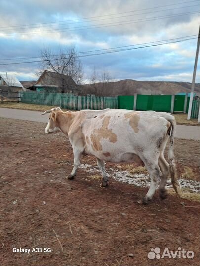 Корова на мясо