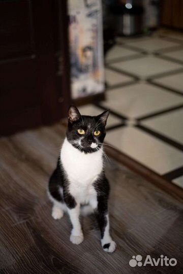 Кот
