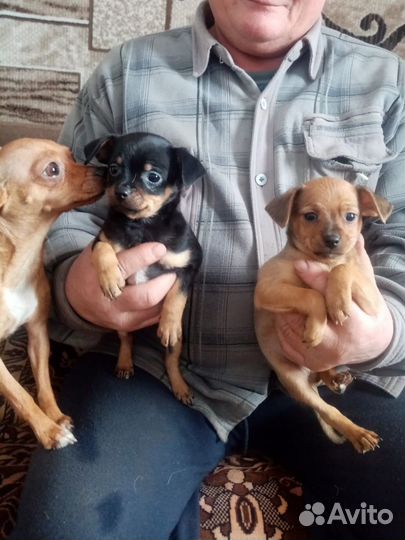 Американская акита