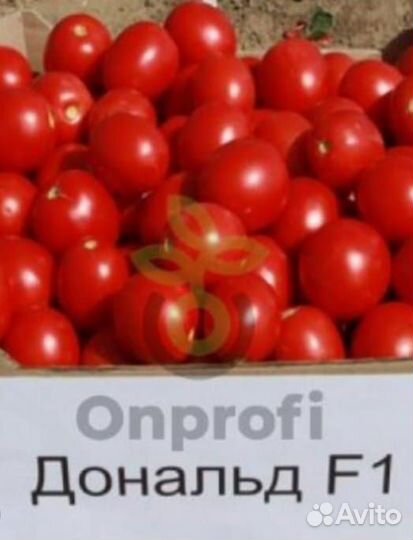 Рассада помидор