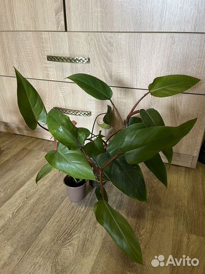 Филодендрон лиана