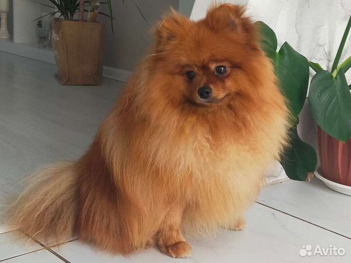 Вязка. Померанский шпиц медвежьего типа