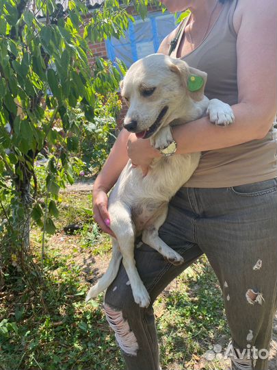 Собаки бесплатно в добрые руки