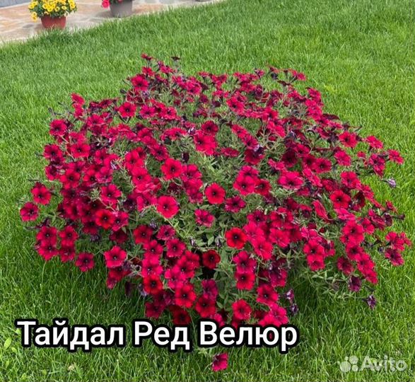 Петуния тайдал