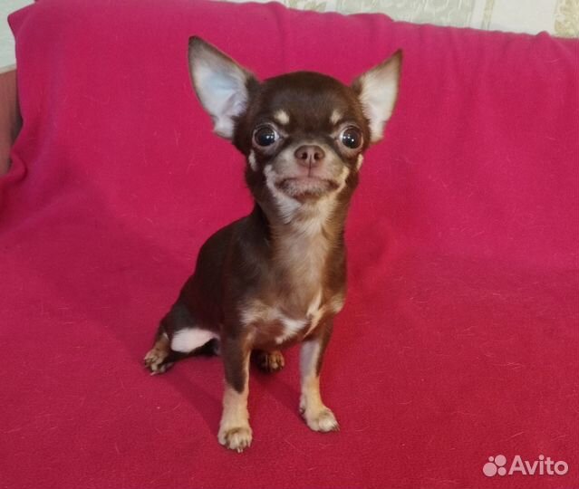 Чихуахуа мини